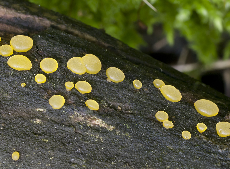 Dacrymyces minor